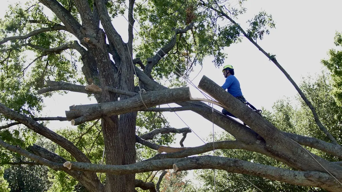 Professional Hazardous Tree Removal performed by certified arborists in Blair